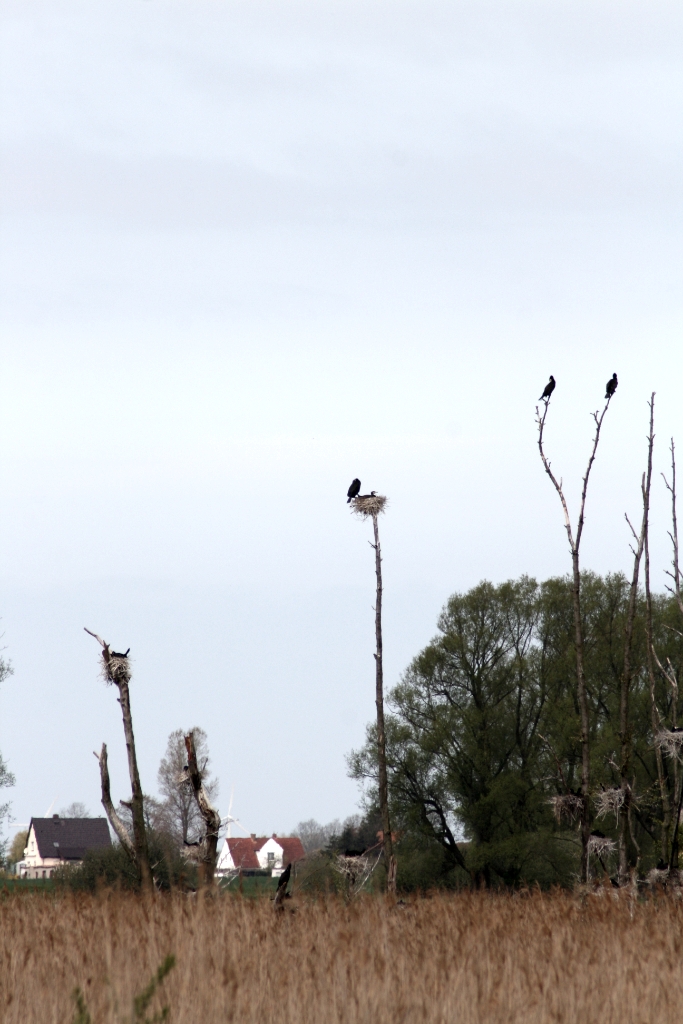 VWG vogelreis Oost Duitsland mei 2010 064